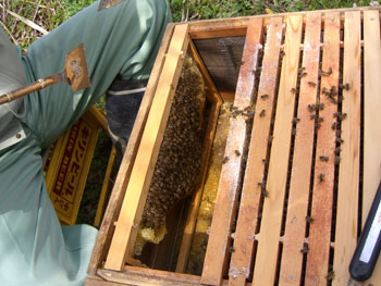 ラ式飼育の日本ミツバチを見学