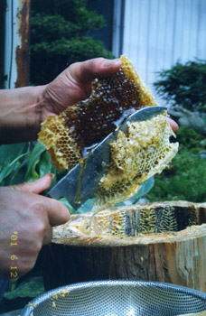 丸太式での採蜜の様子